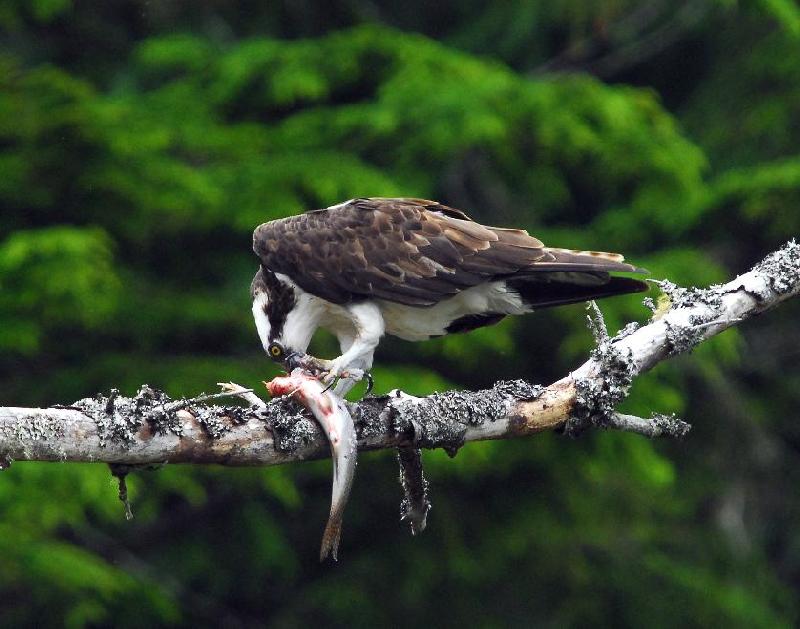 Osprey with Trout - Bandon, Oregon