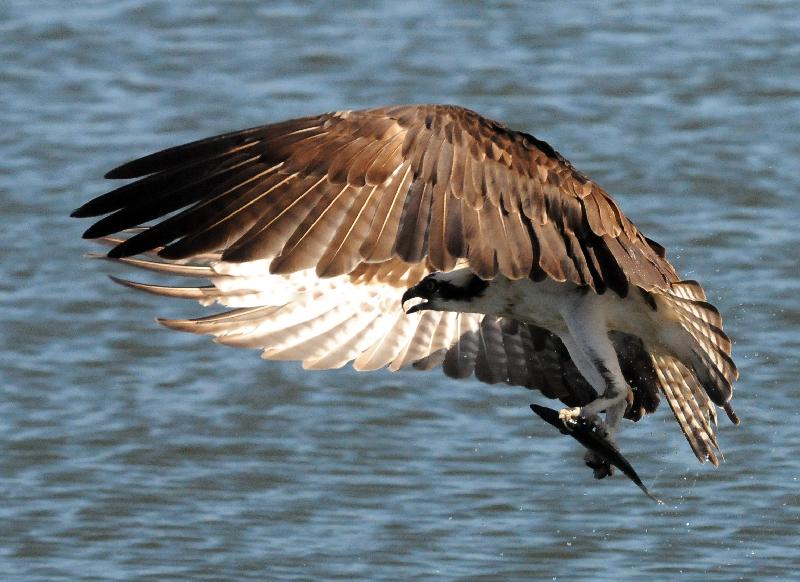 Osprey