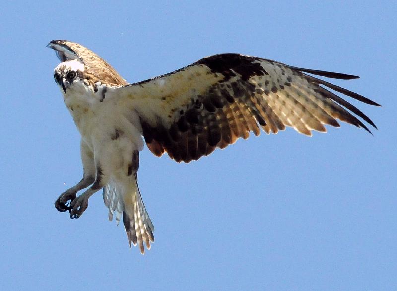 Osprey