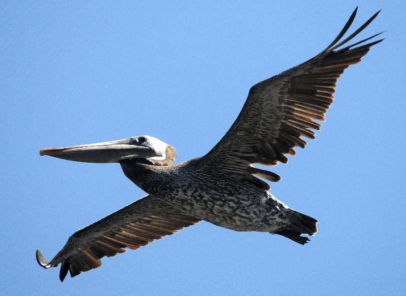 Pacific Brown Pelican