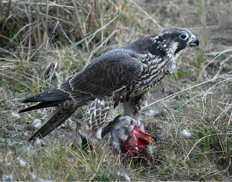 Peregrine Falcon with Duck - Bandon, Oregon