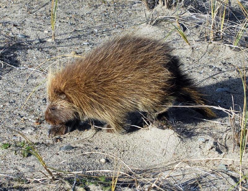 Porcupine - Bandon, Oregon