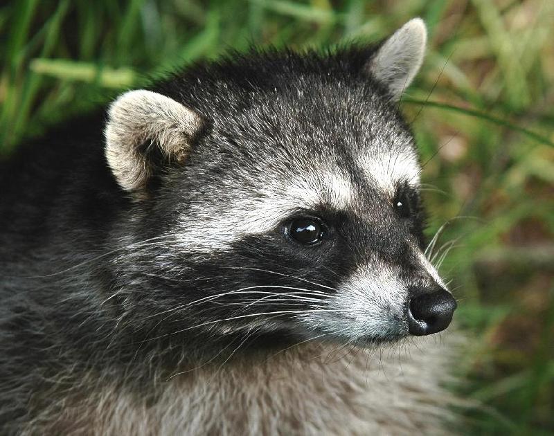 Raccoon - Bandon, Oregon