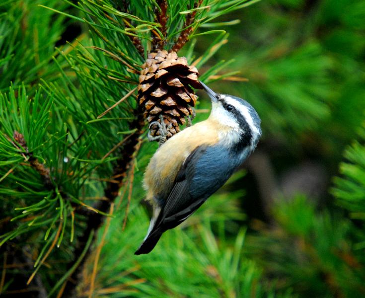 Red-Breasted Nuthatch - Bandon, Oregon