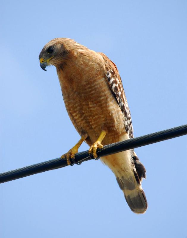 Red-Shouldered Hawk - Bandon, Oregon