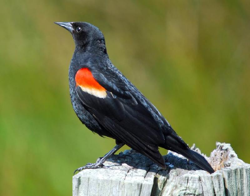 Red-Winged Blackbird - Near Cape Blanco, Port Orford, Oregon