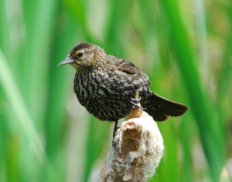Female Red-Winged Blackbird - Bandon, Oregon