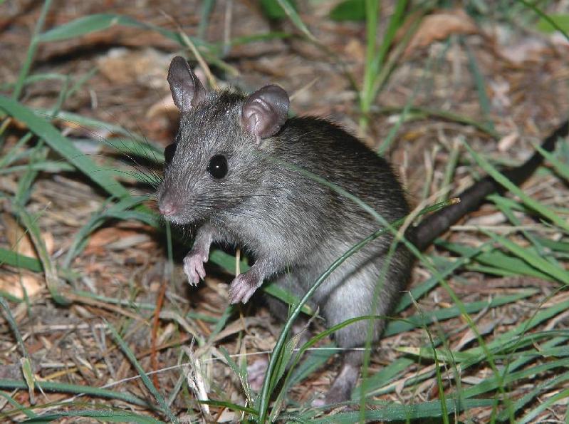 Roof Rat - Bandon, Oregon