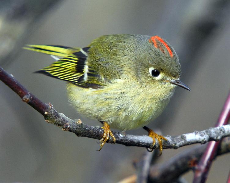 Ruby-Crowned Kinglet - Bandon, Oregon