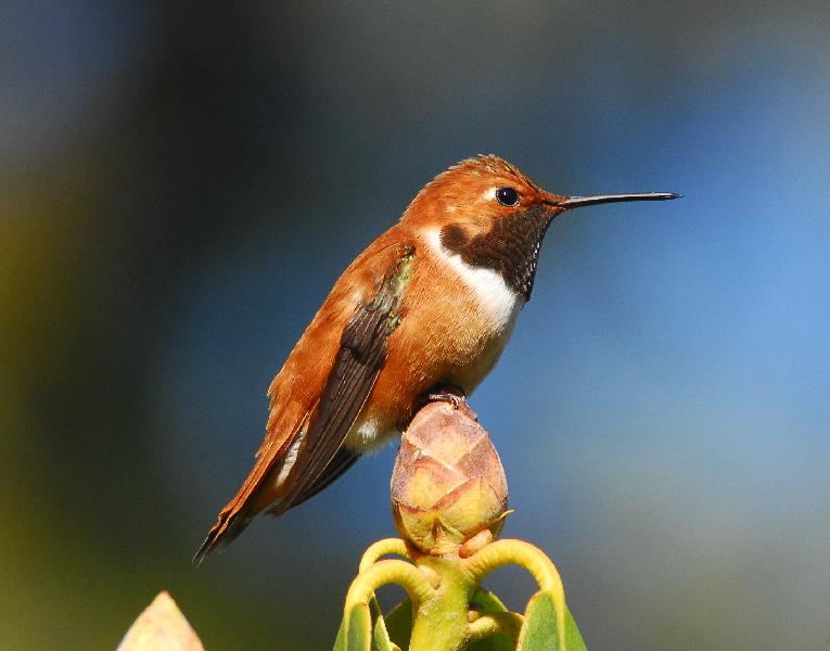 Rufous Hummingbird - Bandon, Oregon