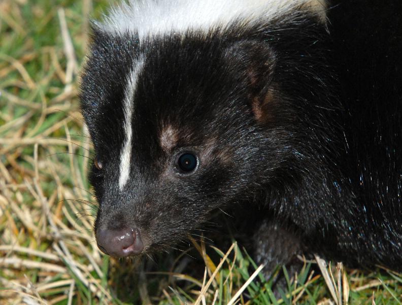 Skunk - Bandon, Oregon