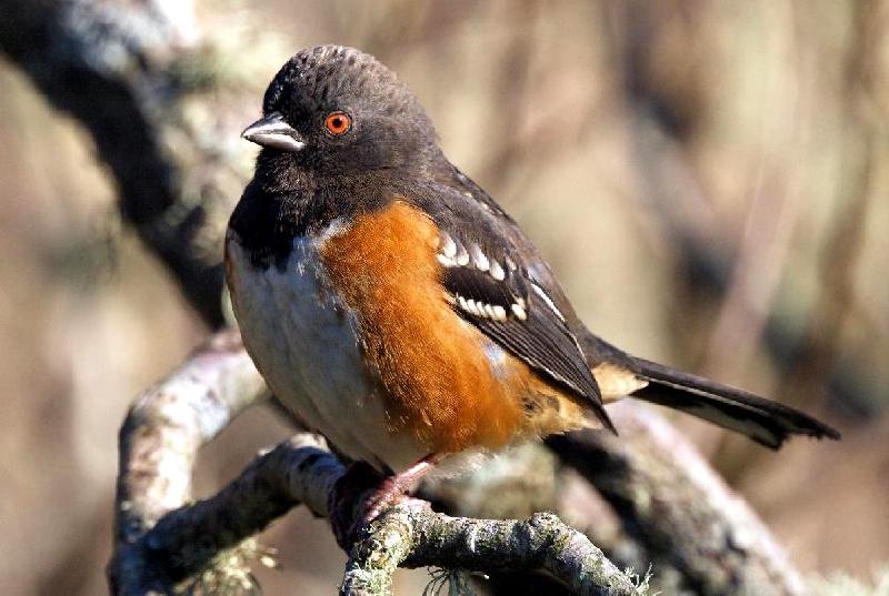 Spotted Towhee - Bandon, Oregon