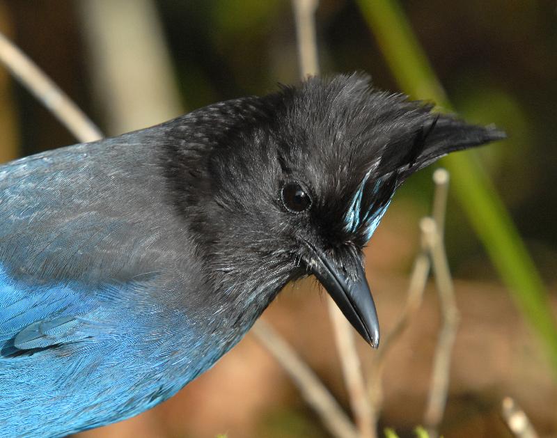 Steller's Jay - Bandon, Oregon