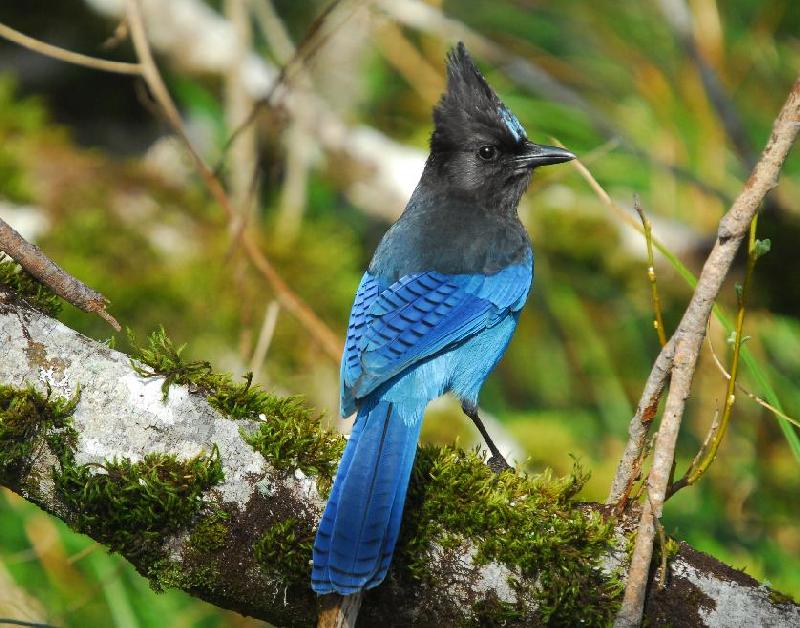 Steller's Jay - Bandon, Oregon