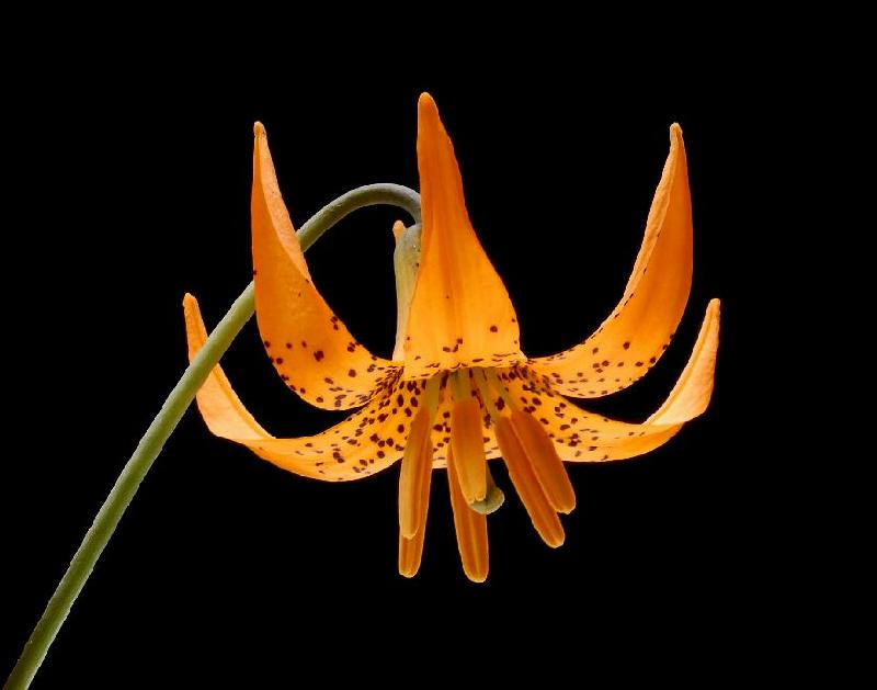 Tiger Lily - Bandon, Oregon