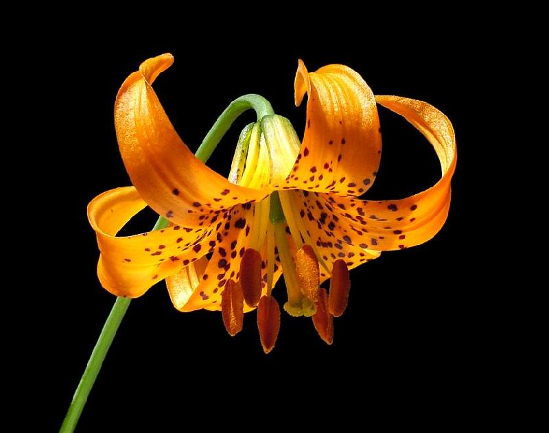 Tiger Lily - Bandon, Oregon