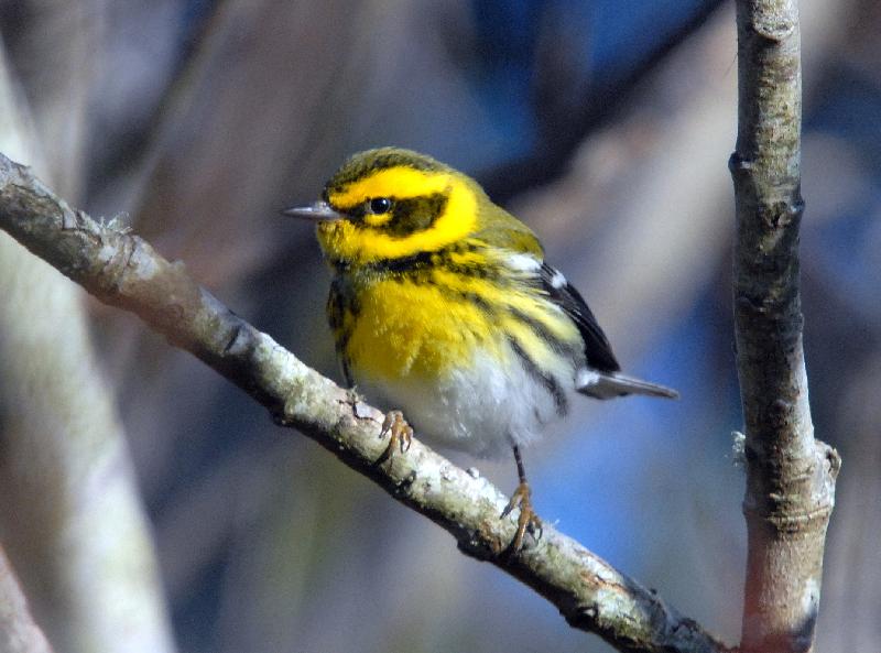 Townsend's Warbler - Bandon, Oregon