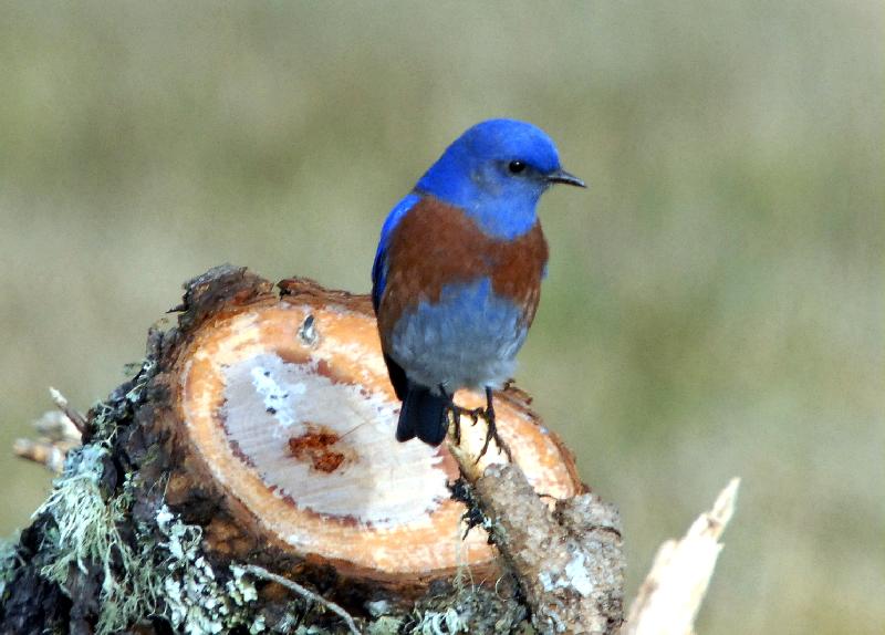 Western Bluebird - Bandon, Oregon