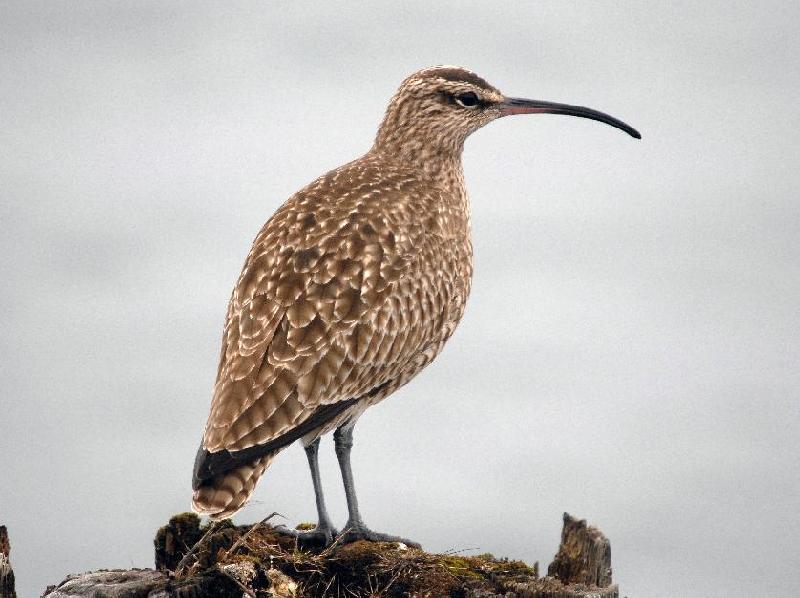 Whimbrel
