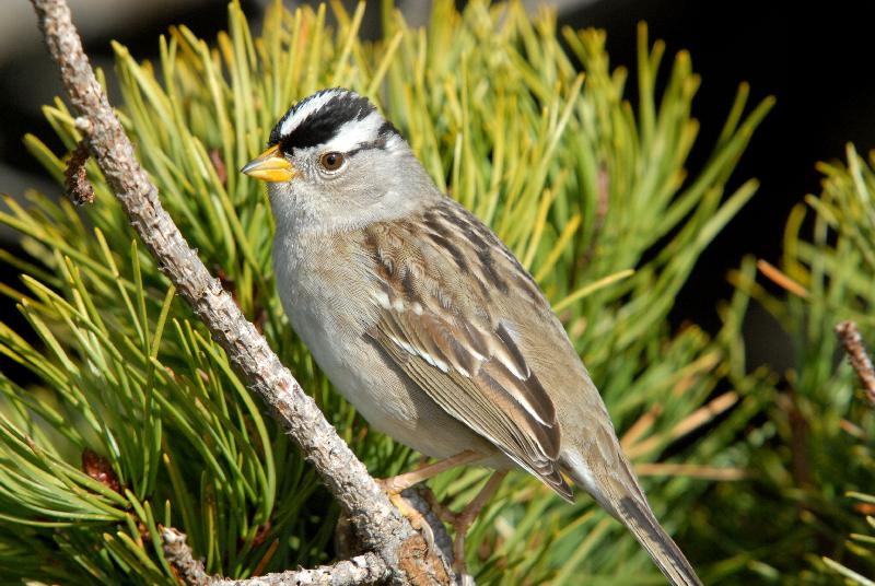 White-Crowned Sparrow - Bandon, Oregon