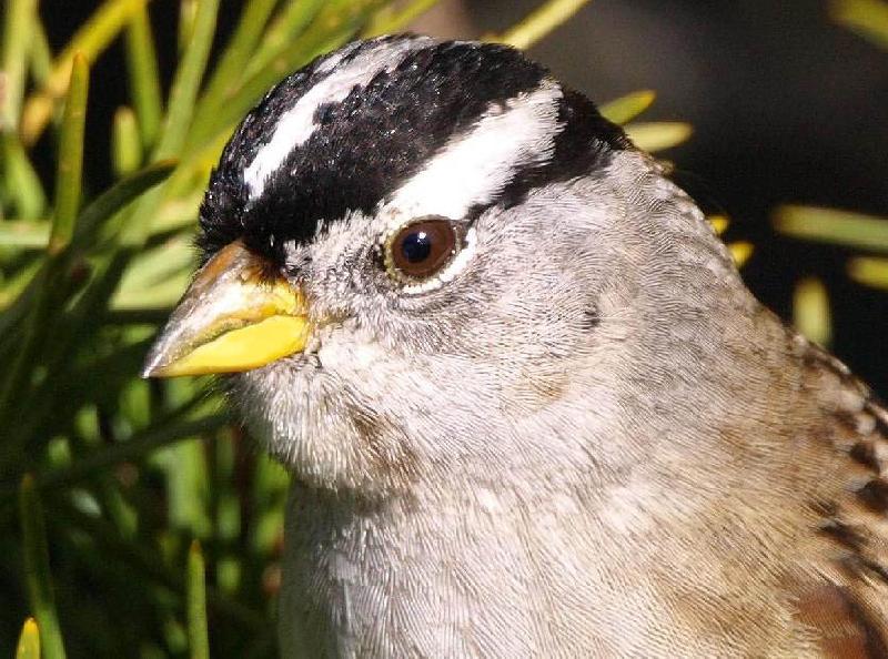 White-Crowned Sparrow - Bandon, Oregon