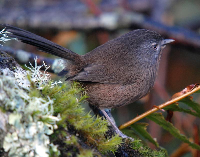 Wrentit - Bandon, Oregon
