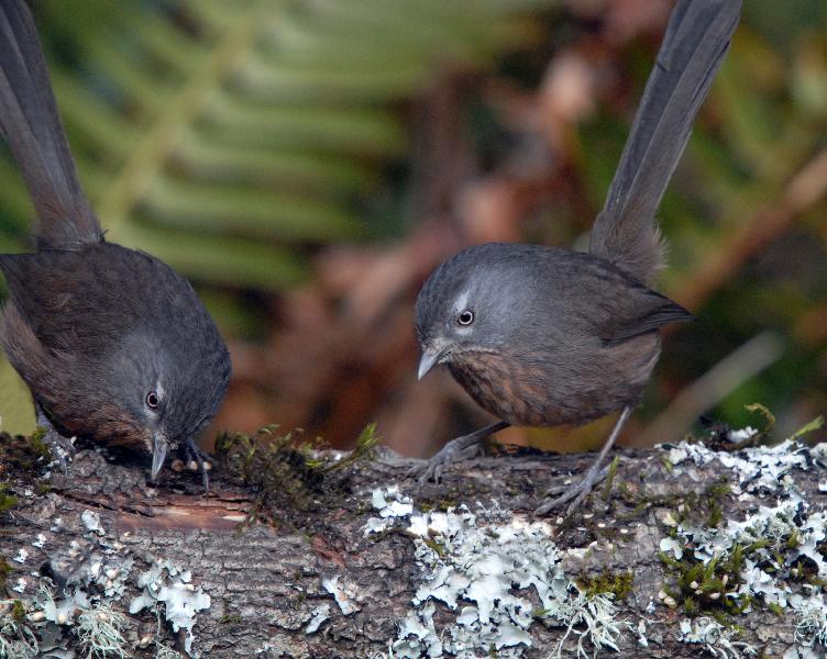Wren-Tits - Bandon, Oregon