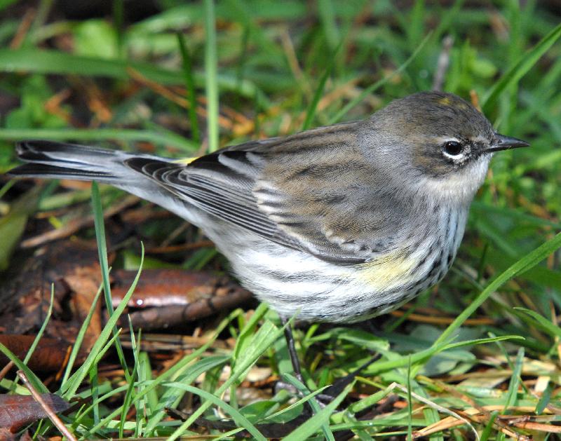 Yellow-Rumped Warbler - Bandon, Oregon
